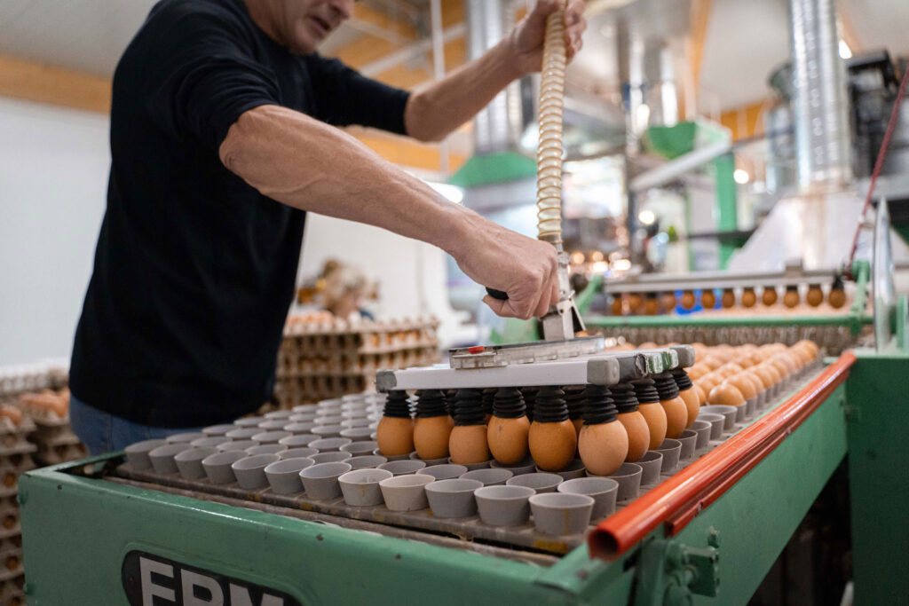 Mitarbeiter beim Eier verpacken in der Sortierstraße des Geflügelhofs Eberl im Landkreis Dingolfing Landau