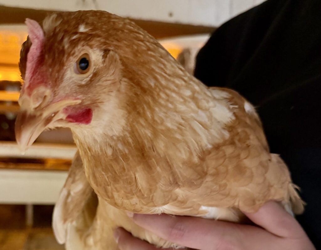 Hühner eingestallt