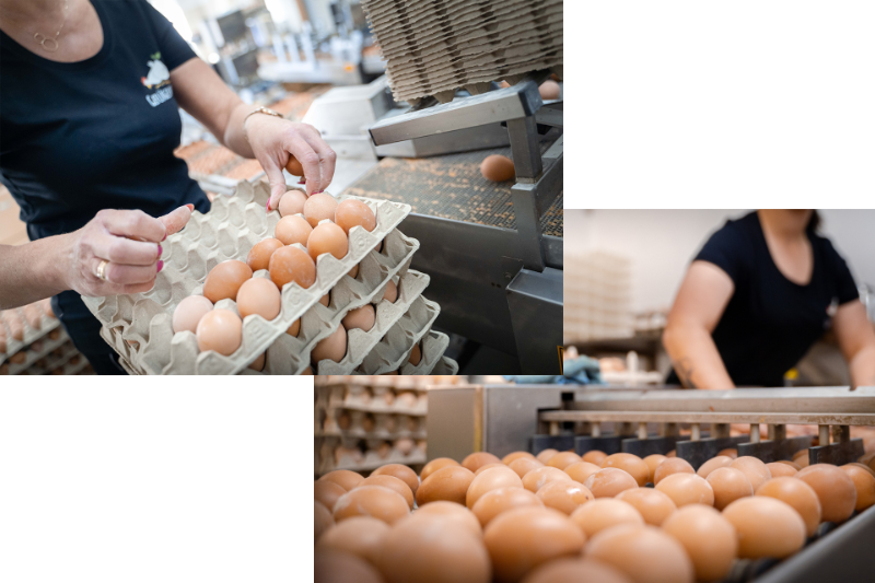 Frauen beim Eier sortieren an der Verpackungsstraße des Geflügelhofs Eberl