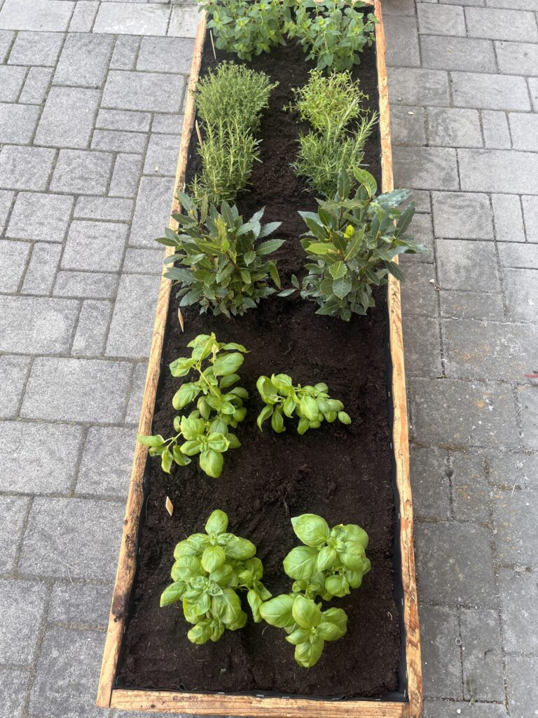 In dem Bild sieht man ein mit Erde gefülltes Holzgefäß. Darin sind Oregano, Thymian, Rosmarin, Lorbeer und Basilikum gepflanzt. Das Bild dient der Veranschaulichung des beistehenden Textes.