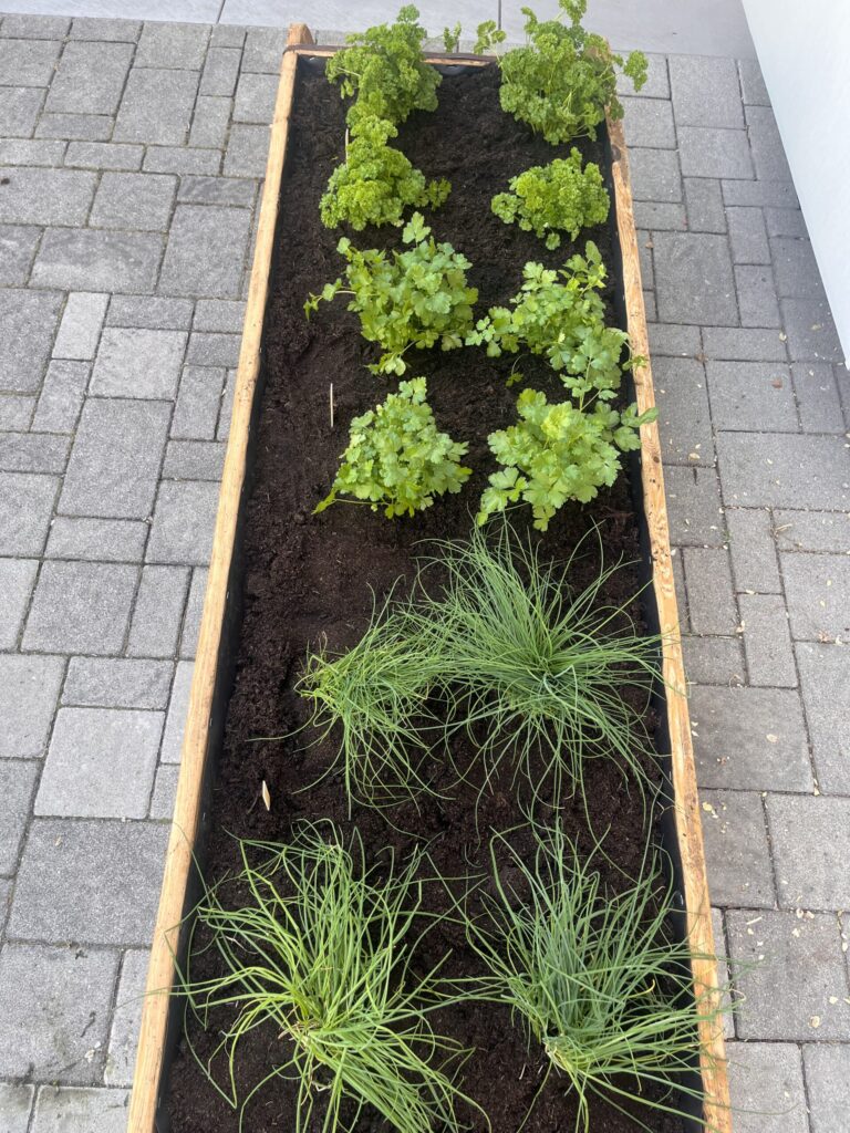 In dem Bild sieht man ein mit Erde gefülltes Holzgefäß. Darin sind Petersilie und Schnittlauch gepflanzt. Das Bild dient der Veranschaulichung des beistehenden Textes.